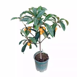 枇杷果苗无核嫁接砂糖枇杷树苗盆栽庭耐寒南北方四季种植当年结果