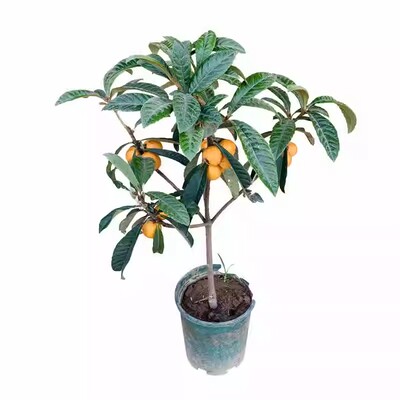 枇杷果苗无核嫁接砂糖枇杷树苗盆栽庭耐寒南北方四季种植当年结果
