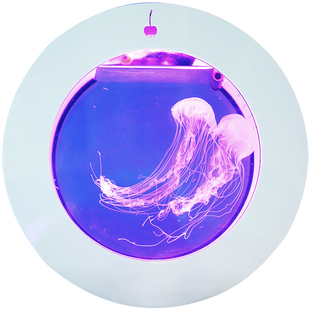 樱桃专业水母缸桌面鱼缸水族箱活体海月赤月小型创意鱼缸O8/O16