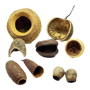 南美缸原生造景果壳短鲷异型鱼躲避繁殖溪流缸淡水鱼缸底床修饰