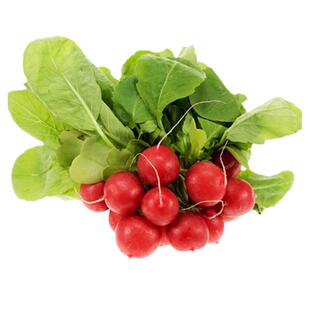 樱桃萝卜种子四季樱桃萝卜蔬菜种子水果盆栽菜种子阳台盆栽菜种孑