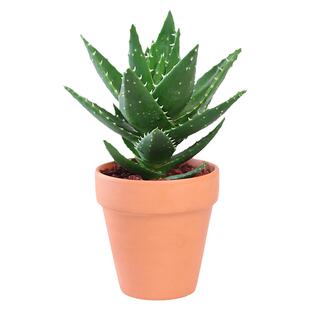 芦荟小盆栽多肉植物大颗好养室内办公室绿植高级感不夜城非库拉索