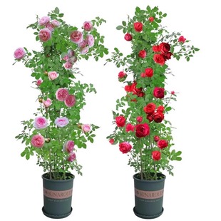 藤本月季花苗特大花浓香庭院植物室内盆栽玫瑰爬藤蔷薇四季开花卉