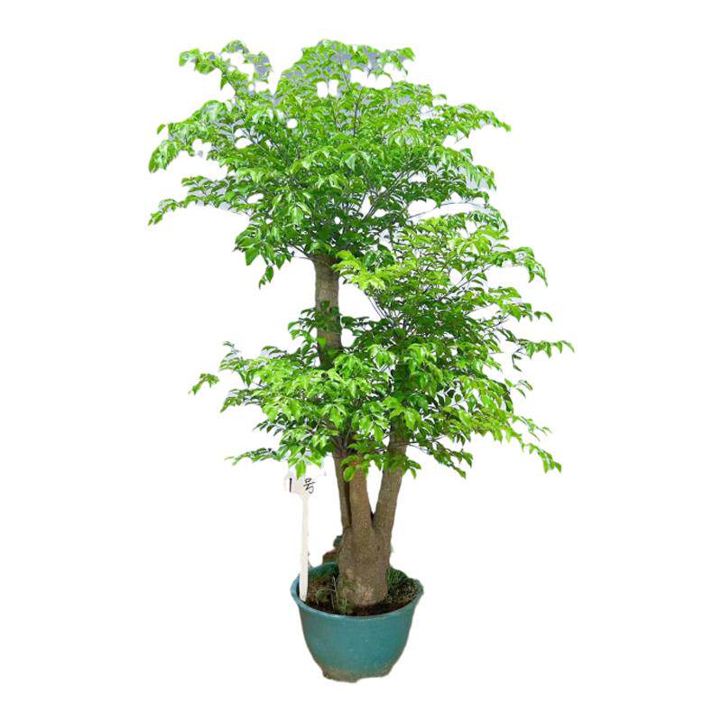 老桩幸福树幌伞枫大型高端绿植