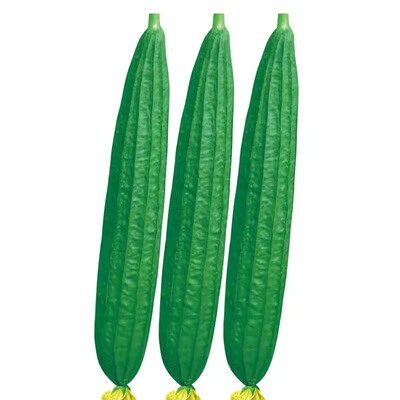 特长棱丝瓜种子春秋季早熟高产