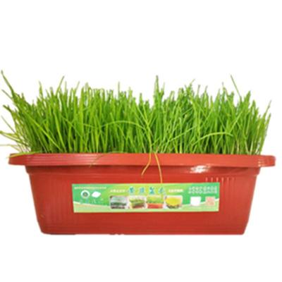 盆栽韭菜黄韭盆景阳台健康鲜蔬菜