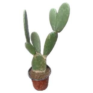 美容新鲜仙人掌药用食用仙人掌片嫁接仙人掌盆栽仙人掌药用外敷