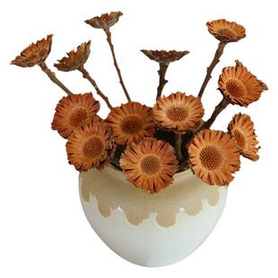 南非进口太阳花干花花束高级感真花插花材料干枝餐桌天然植物装饰