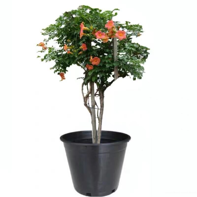 耐寒易种爬藤植物庭院凌霄花苗