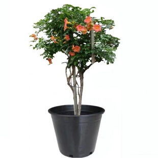 四季可种凌霄花苗爬藤植物老桩花卉庭院喜阳耐寒捶吊攀爬南北种植