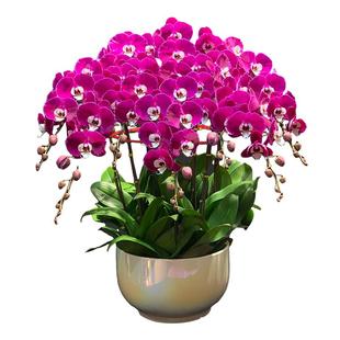 蝴蝶兰带花盆栽特大号开业乔迁新居送礼物办公室内客厅年宵花好养