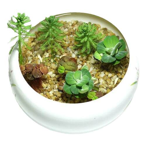 真水草狐尾藻狐尾草 水底水面水培植物净化水质水草 鱼缸造景必用