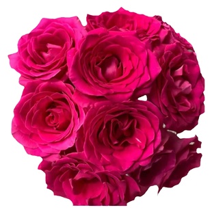 A级玫瑰佛洛依德云南鲜切花昆明基地斗南鲜花直发玫红色弗洛伊德