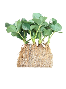 牛奶奶油草莓苗产地直发当年新苗