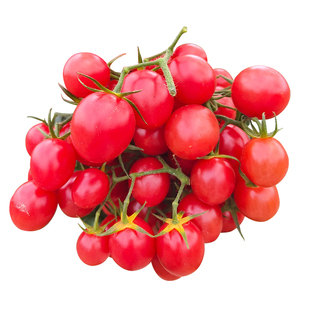 千禧圣女果苗秧苗盆栽瀑布小番茄苗水果阳台种子籽黄珍珠小西红柿