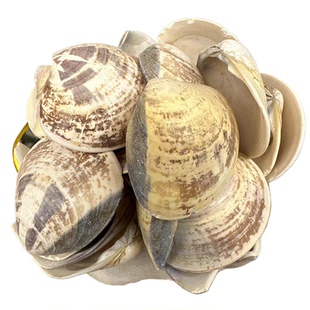 【正宗无添加】海蛤壳粉250克 蛤壳 蛤蜊壳 大中药粉店铺药材大全