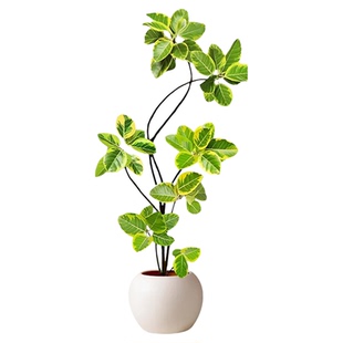 黄金榕客厅绿植榕树苗橡皮树室内高级感落地式大型盆栽孟加拉榕树