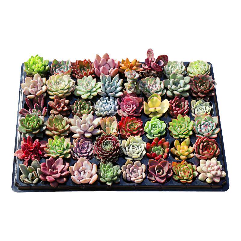 精品大颗好养绿植生石花多肉植物
