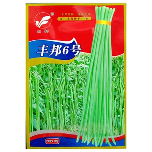 丰邦6号长豇豆种子青白色长条江豆缸豆豆角蔬菜种籽20克/约100粒