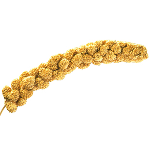 鸟类鹦鹉零食黄色小米穗天然谷穗鸟食鸟零食鸟粮饲料(约15-25支)