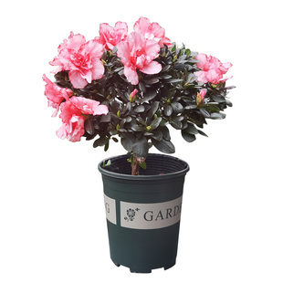 西洋杜鹃大花苗映山红樱桃红粉色西玛花卉四季室内外阳台植物盆栽