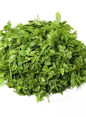 2斤含水花椒芽新鲜口感袋装花椒芽叶凉拌油炸做馅花椒酱包邮