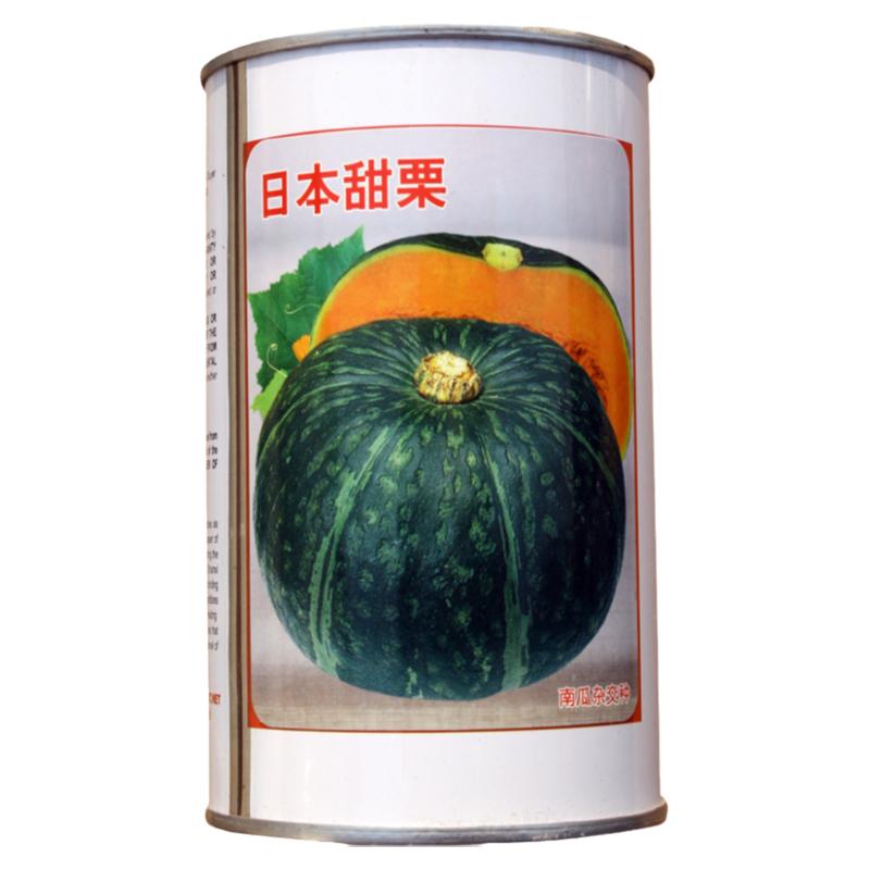 蔬菜日本甜栗粉糯四季苗南瓜种子