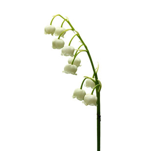 铃兰花苗裸根苗虹越丽彩进口阳台花园耐寒宿根花卉可盆栽地栽花苗