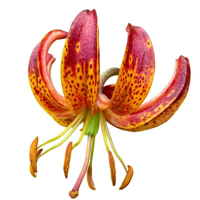 进口百合种球虹越球根花卉