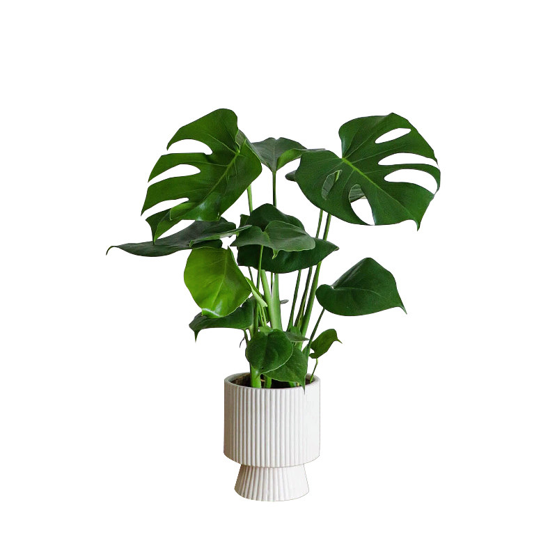 超好养的龟背竹室内植物盆栽绿植