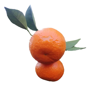 沃柑苗 嫁接 果苗 香橙砧木 晚熟 果树苗 柑橘苗 盆栽地栽 苗木