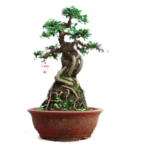 漂亮的小榆树盆景盘根老桩好养耐寒易修剪精品绿植室内提根