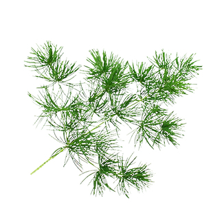 新鲜蓬莱松20支 松叶酒店餐饮牛排蛋糕西餐摆盘装饰点缀草叶子