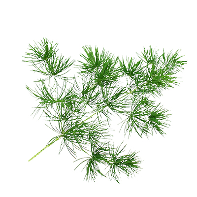 新鲜采摘蓬莱松坏单包赔现采发货