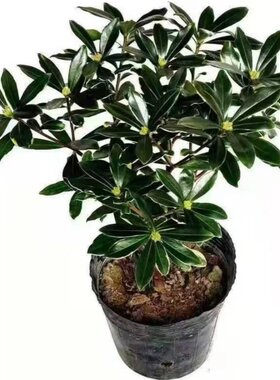 金边瑞香盆栽观花植物室内阳台