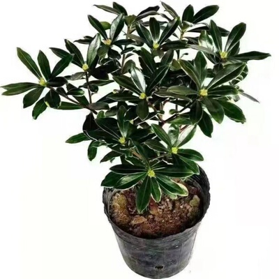 金边瑞香盆栽观花植物室内阳台