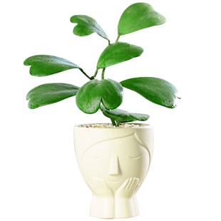 心叶球兰盆栽室内办公室绿植多肉植物大颗好养活心型观叶爬藤花卉