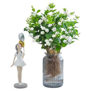 茉莉花盆栽四季常青水培植物带花苞鲜花花卉绿植室内办公室好养活
