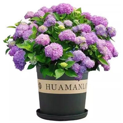 绣球花苗大苗无尽夏别墅庭院八仙花圆锥老桩带花苞开花四季多年生