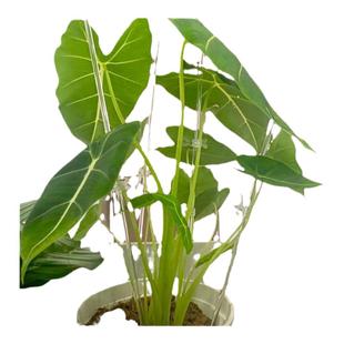 蝴蝶兰支架夹子透明专用固定爬藤类造型防倒伏园艺花卉植物支撑杆