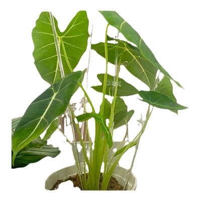 蝴蝶兰支架夹子透明支撑杆