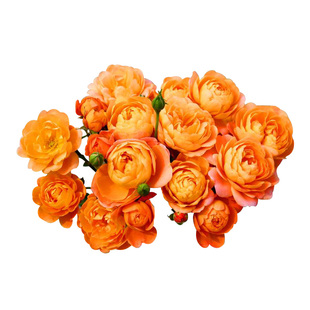 推荐小月季花果汁阳台微月浓香丰花勤花多花微型盆栽浓香多季小苗