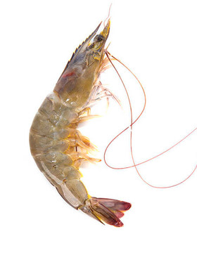 看海湾海捕大虾海虾特大号