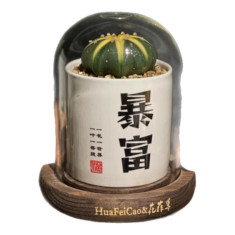 多肉伴手礼高端创意植物盆栽仙人多肉植物