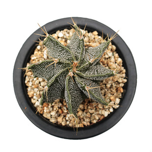 般若实生仙人球多肉植物馆 般洛仙人掌开花美观小盆栽绿植花卉