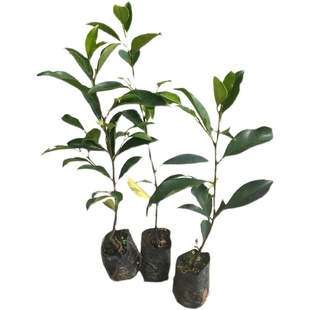 印度无忧花树苗姿罗树火焰花树名贵苗木菩提榕树绿化庭院风景树