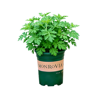 艾草盆栽可食用新鲜花卉室外庭院室内阳台好养植物绿植艾蒿艾叶苗