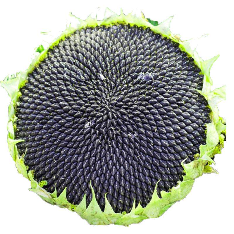 食用向日葵种孑高产大粒四季播