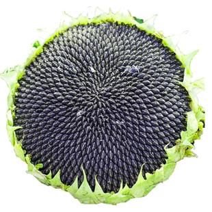 食用向日葵种孑高产大粒葵花种籽矮大头油葵种子春四季三道眉蔬菜
