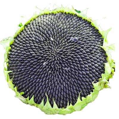 食用向日葵种孑高产大粒四季播